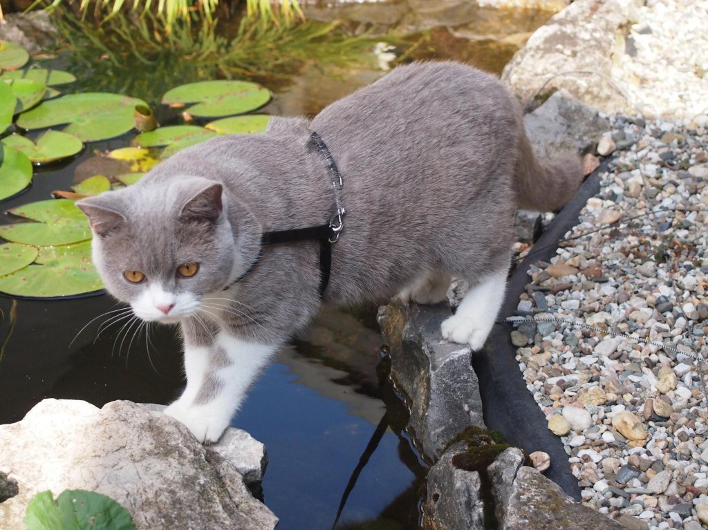 Fischer. Meine Britische Kater Bert (Bubble Hairy Bears) am 3. 9. 2012. Acht Monate alt.