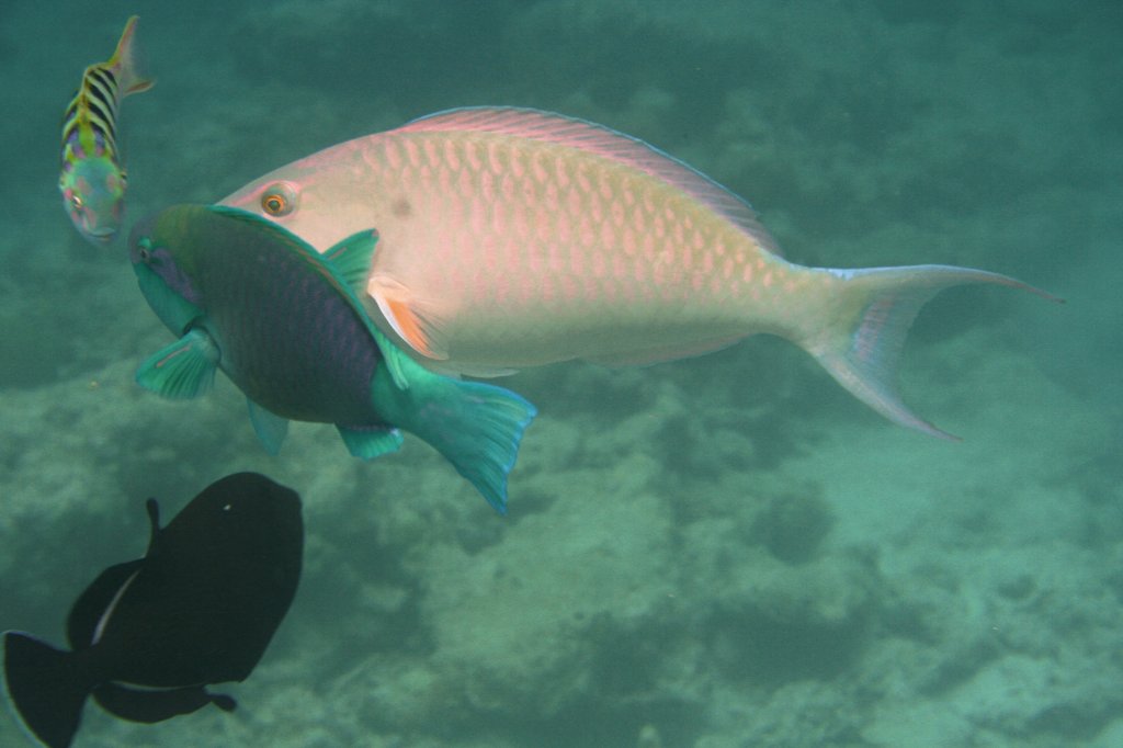 Fischkonferenz zwischen einem Kugelkopf-Papageifisch, einem Langnasen-Papageifisch(Hipposcarus harid), einem Sechstreifen-Junker und einem Schwarzen Drckerfisch im Riff am Ari-Atoll, Malediven.