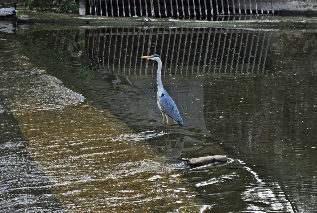 Fischreiher an der Ahr in Bad-Neuenahr - 30.04.2011