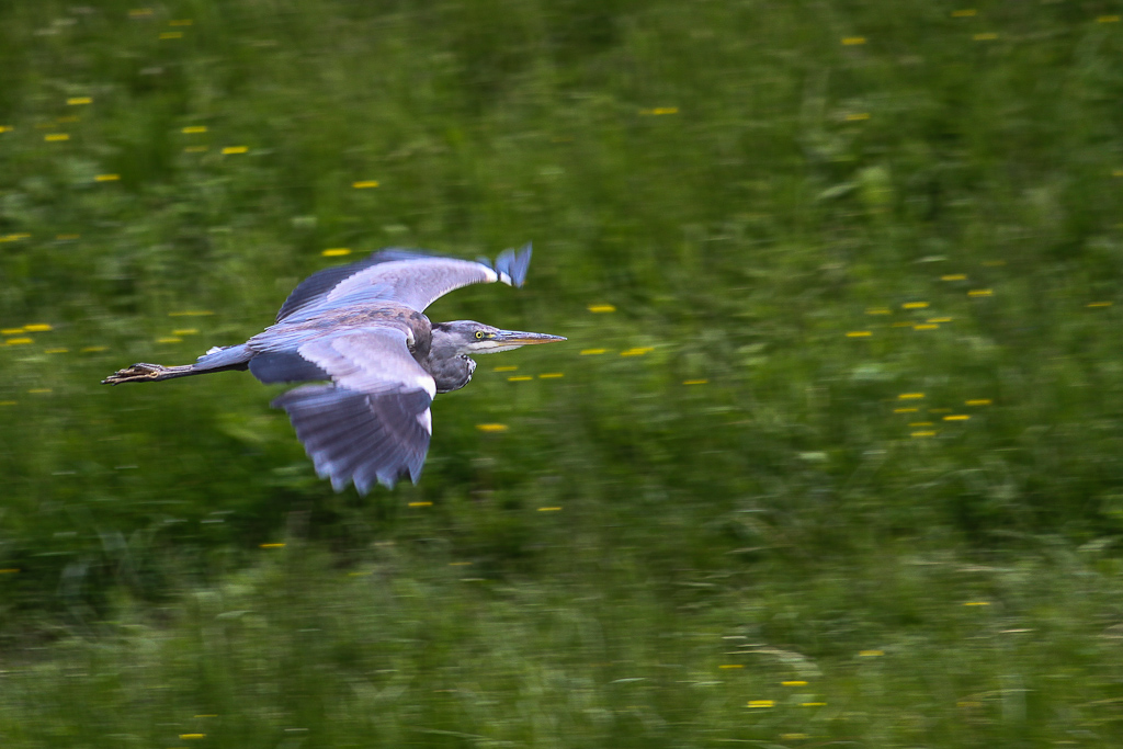 Fischreiher, auch Graureiher genannt beobachtet und fotografiert am 28.05.2013 an der Dreisam auf den Weg zum Mundenhof