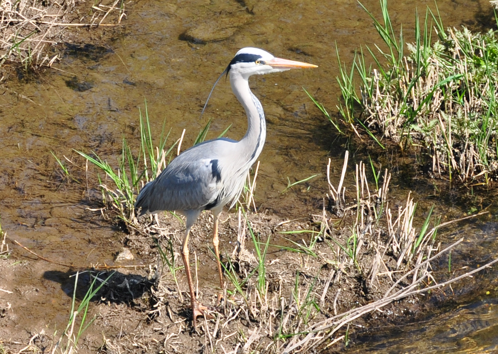 Fischreiher auf Jagd an der Ahr bei Bad Neuenahr - 18.04.2010