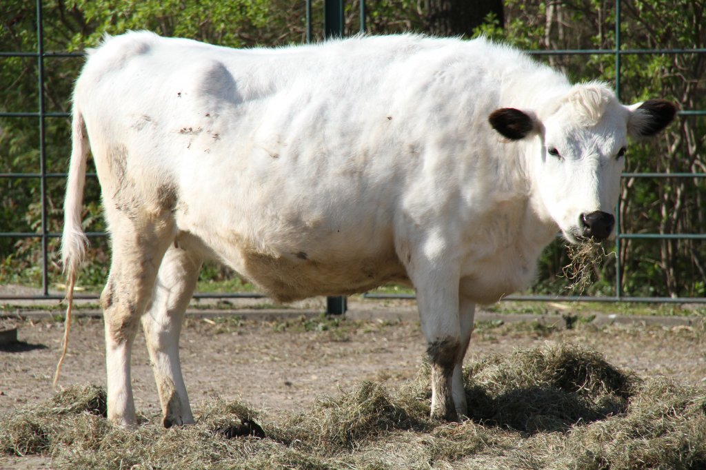 Fjll-Rind im Tierpark Berlin.