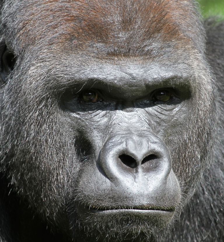 Gorilla - Tier-fotos.eu