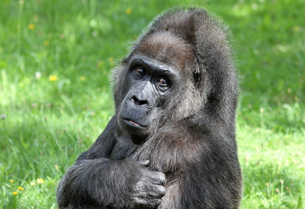 Flachland-Gorilla. Berliner Zoo.  Fatou  geb. 1957. 