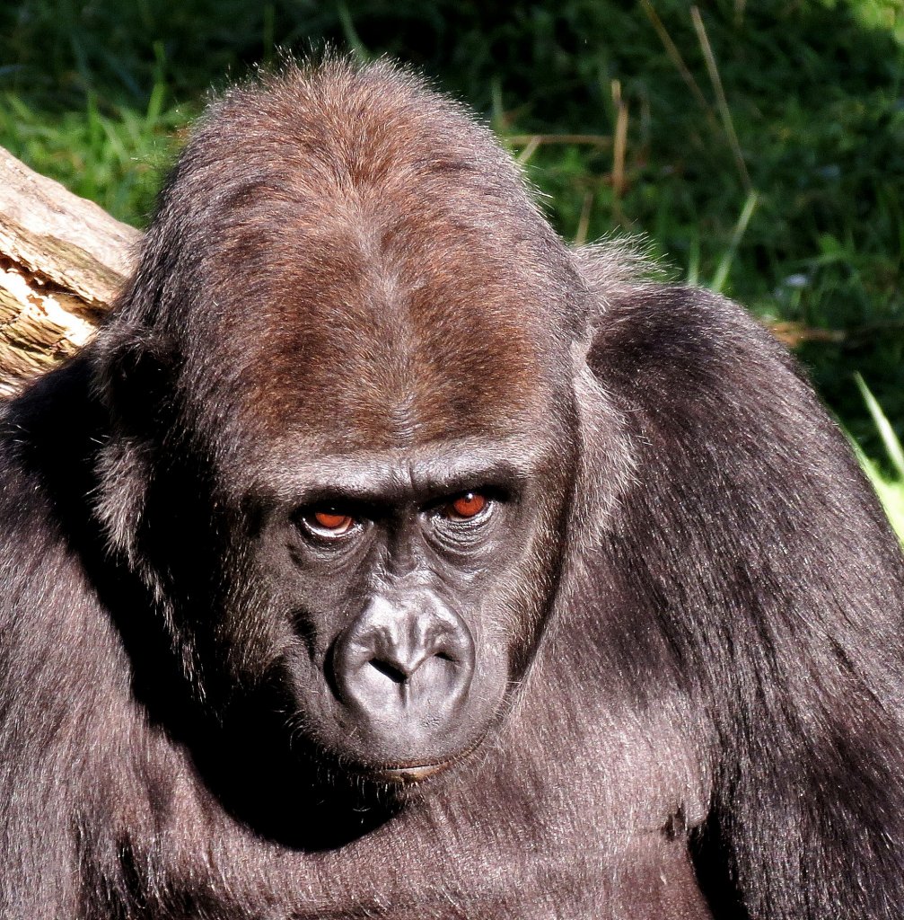 Flachlandgorilla