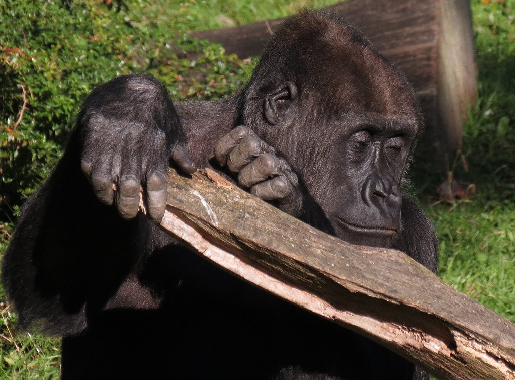 Flachlandgorilla