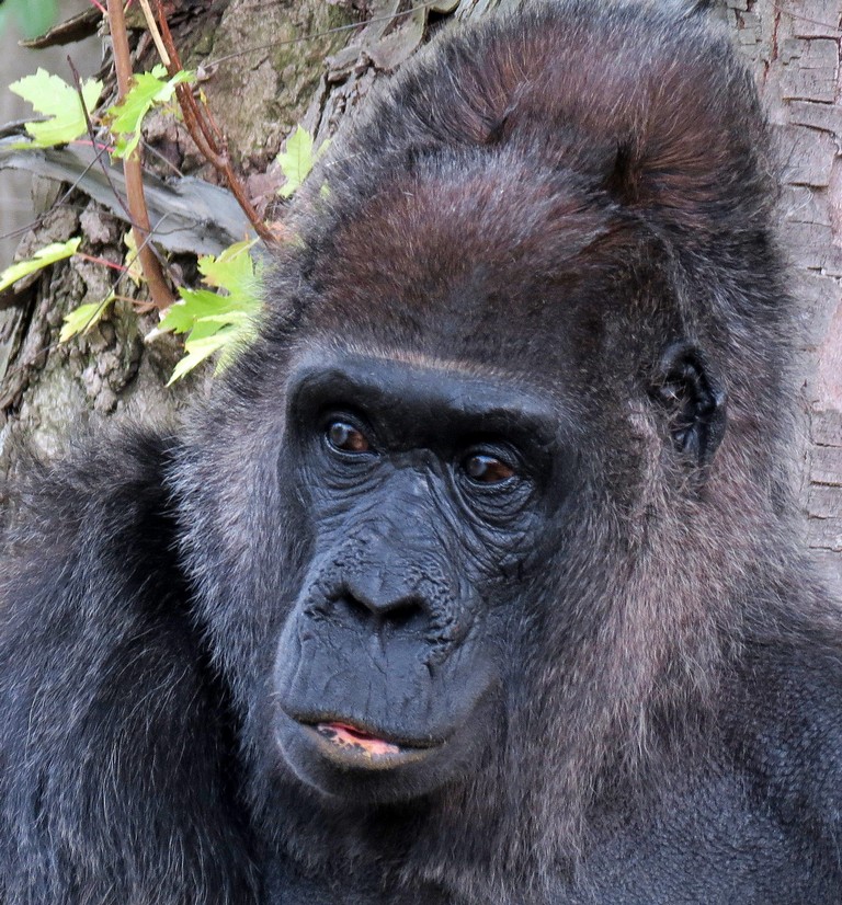 Flachlandgorilla