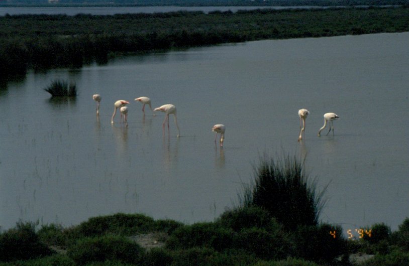 Flamingos am Étang de Vaccarès in der Camargue in Südfrankreich am 04.05.1994 (Dia gescannt)