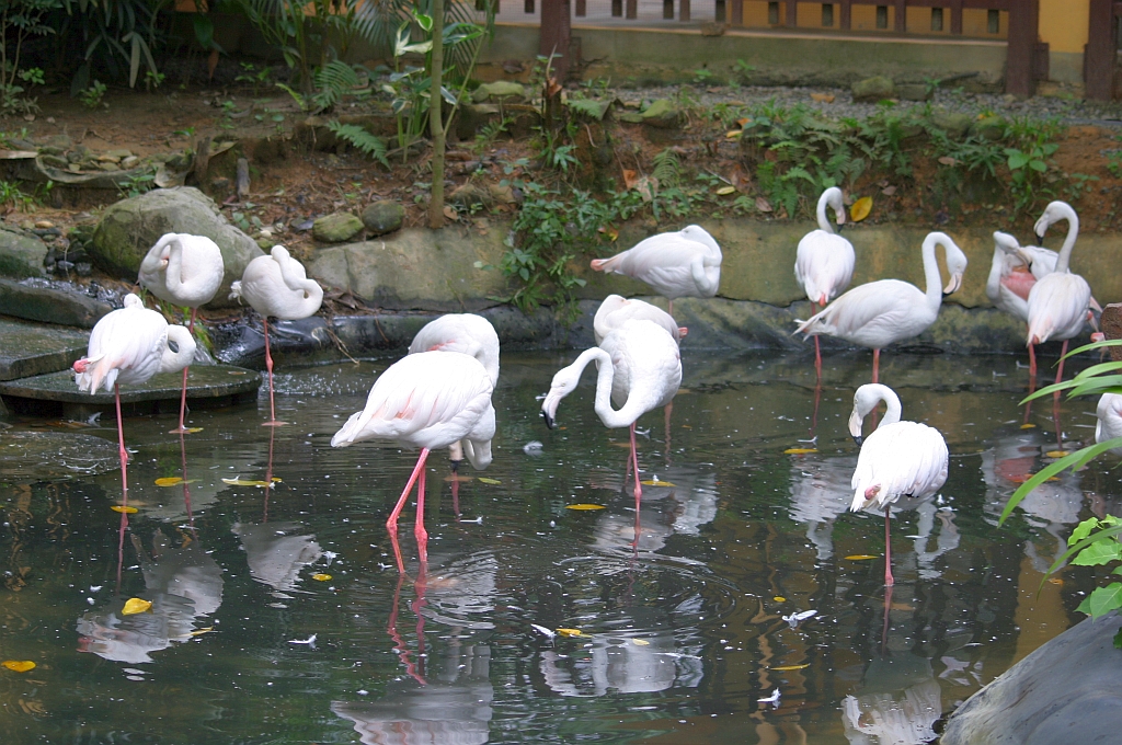 Flamingos im Langkawi WildLife Park am 23.Mai 2009.