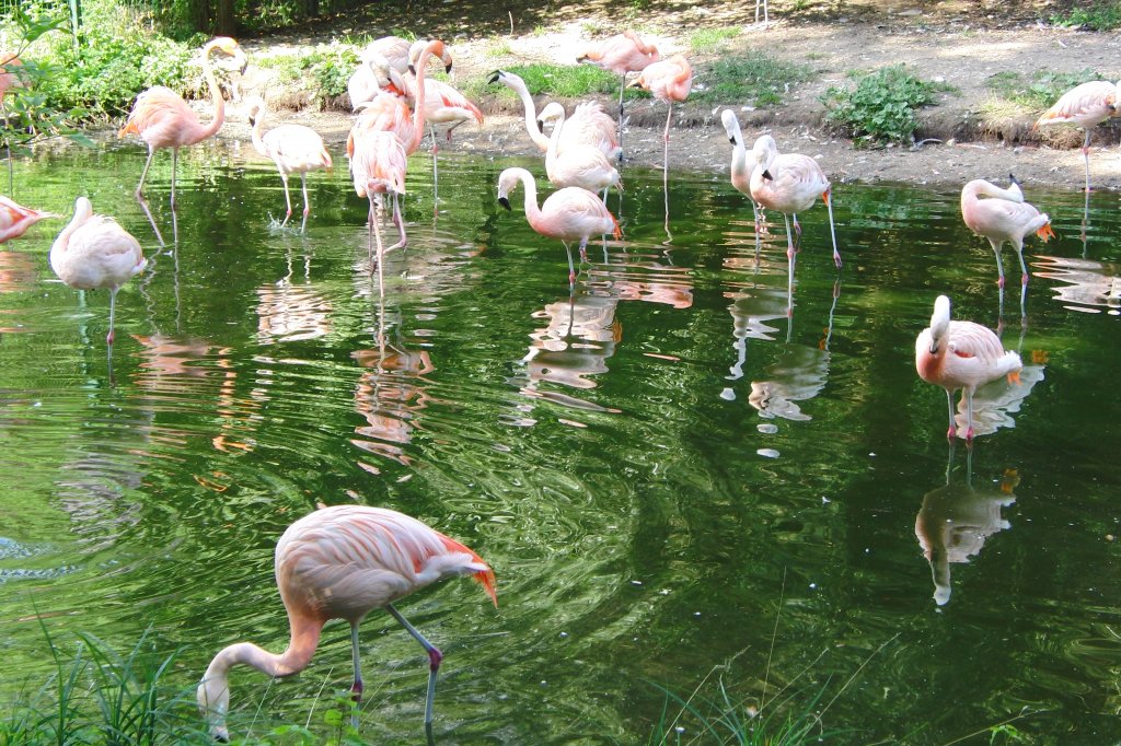 Flamingos im Nrnberger Tiergarten, aufgenommen am 27.7.2011