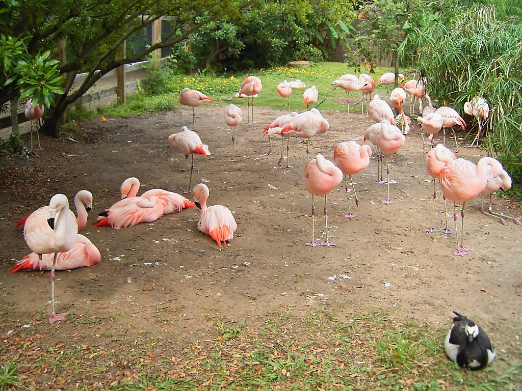 Flamingos im Zoo von Houston, TX (27.05.09)