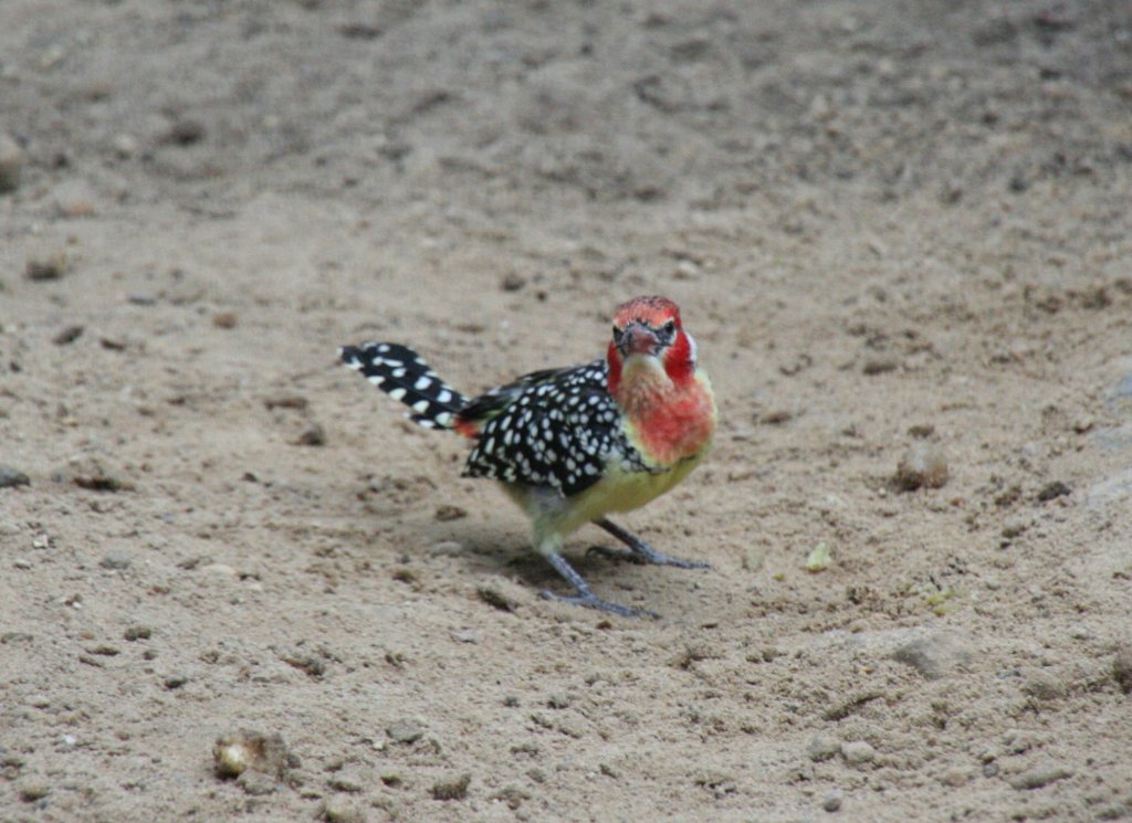 Flammenkopf-Bartvogel (Trachyphonus erythrocephalus) am 13.12.2009 in der Freifluganlage des Alfred-Brehm-Hauses im Tierpark Berlin.