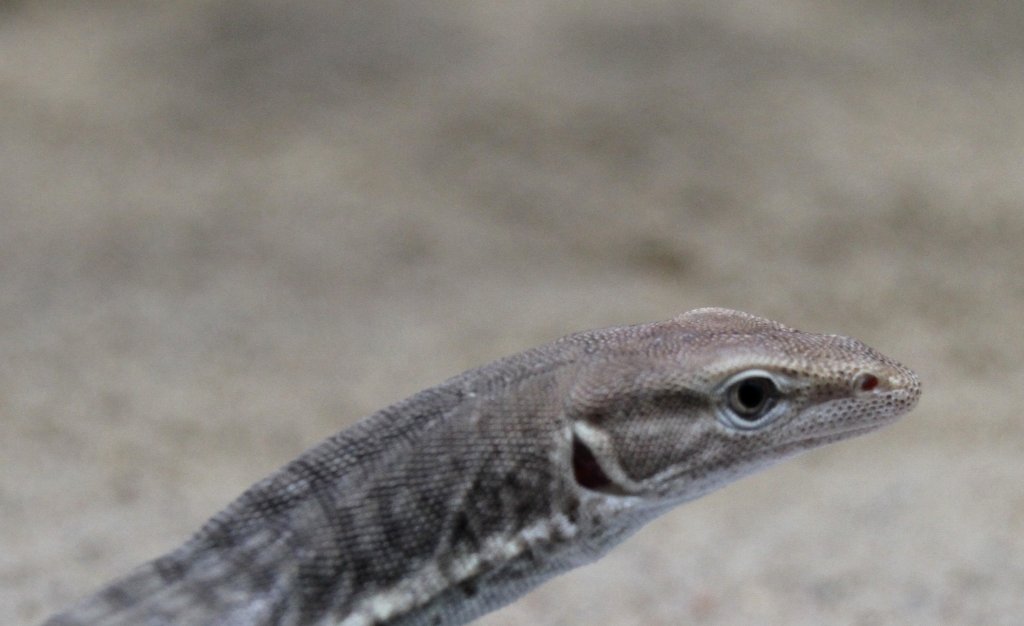 Fleckenwaran oder auch Trauerwaran (Varanus tristis orientalis) am 12.3.2010 im Zooaquarium Berlin.
	