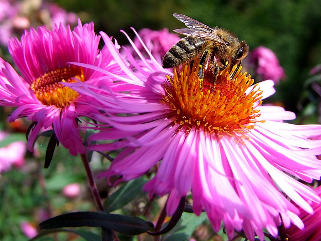 Fleissige Biene  erntet  den herbstlichen Bltennektar;100918