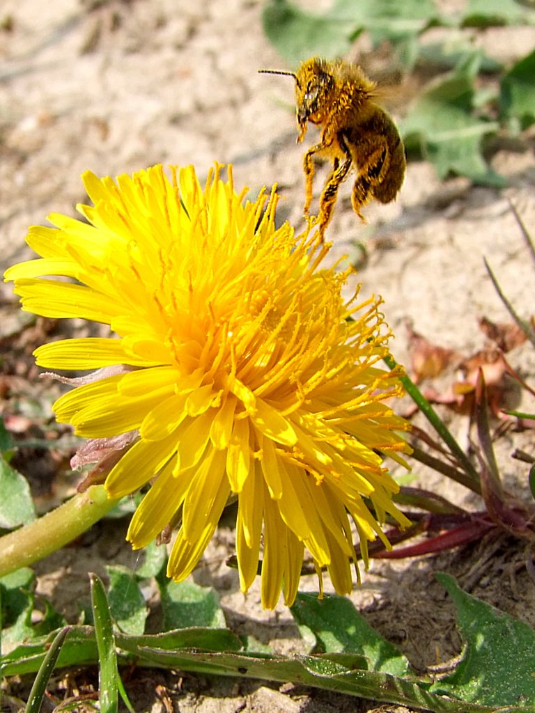 Fleissige Biene steuert eine Lwenzahnblte an;110425