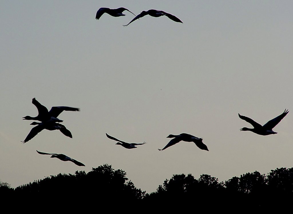 Flug der Graugnse bei Abenddmmerung im Bereich Pannerdensch-Kanaal;110905