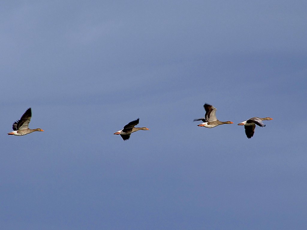 Flug der Graugnse ber den Pannerdensch-Kanaal; 110905