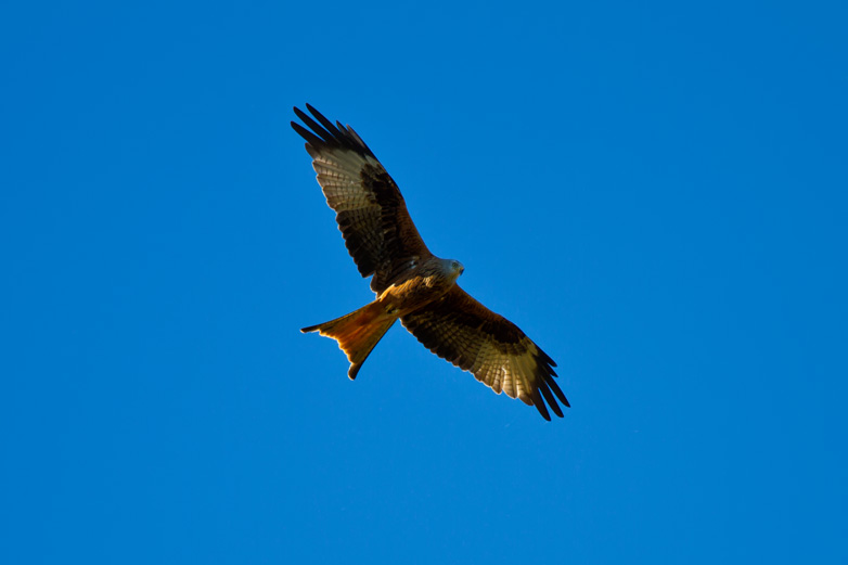 Flugbild des Rotmilan - 30.09.2011