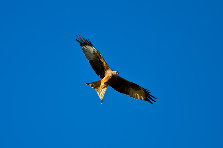 Flugbild des Rotmilan - 30.09.2011