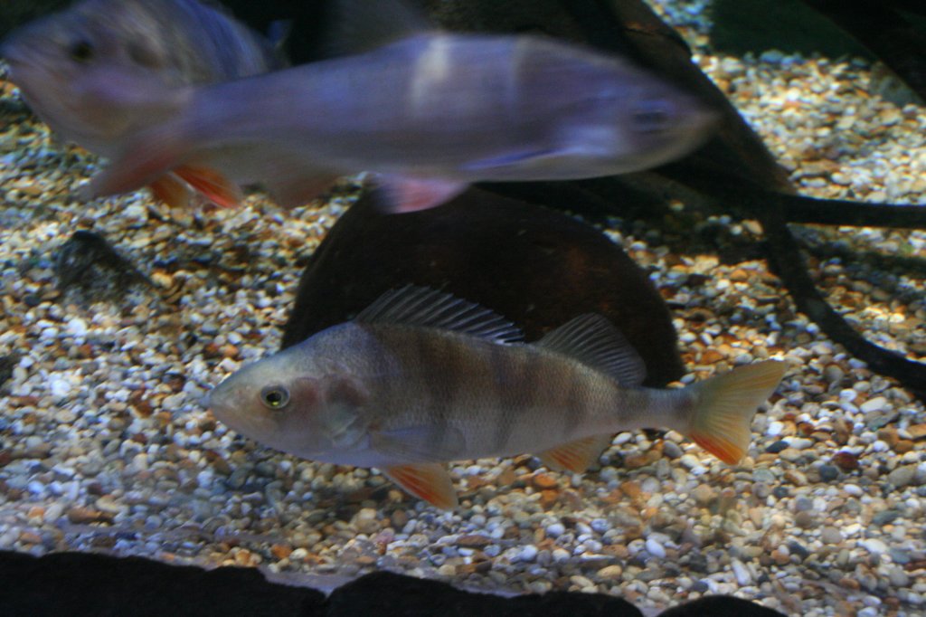 Flussbarsch (Perca fluviatilis) am 10.1.2010 im Sea Life Berlin.