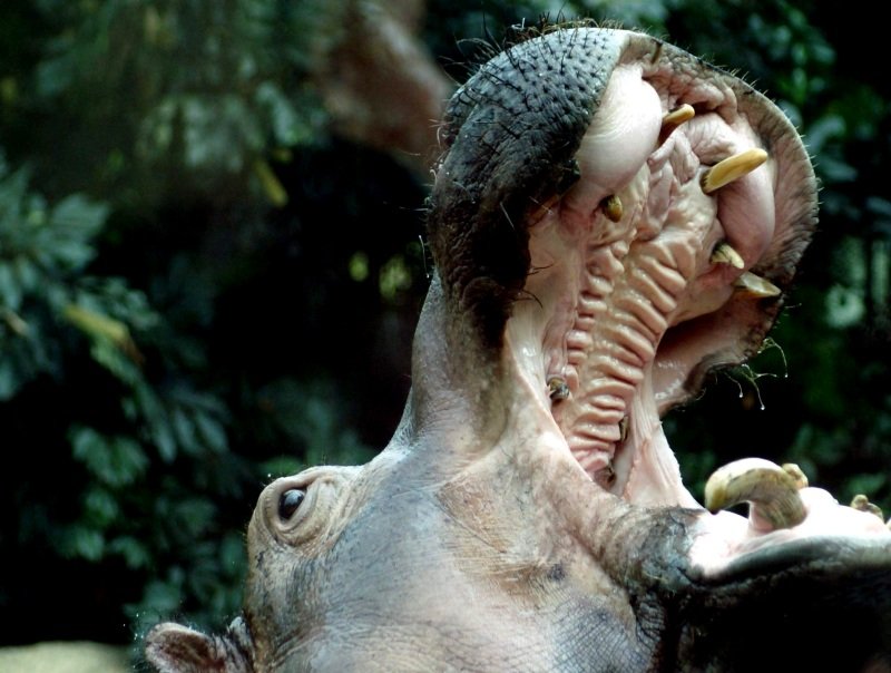 Flupferd fotogrfiert durch die Schutzscheibe im Zoo Berlin.
Es wurde gefttert von oben mir Broten deshalb das groe Maul!