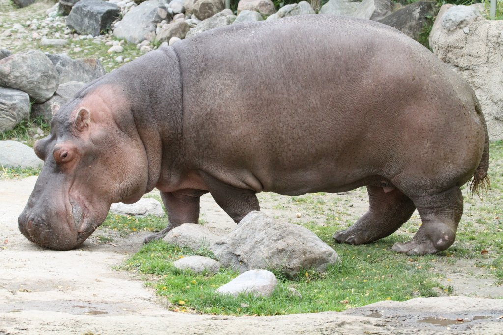 Flusspferd (Hippopotamus amphibius) mit Problemen am hinteren Fu. Toronto Zoo am 25.9.2010.