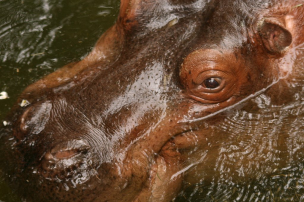 Flusspferd im Noorder Dierenpark in Emmen NL