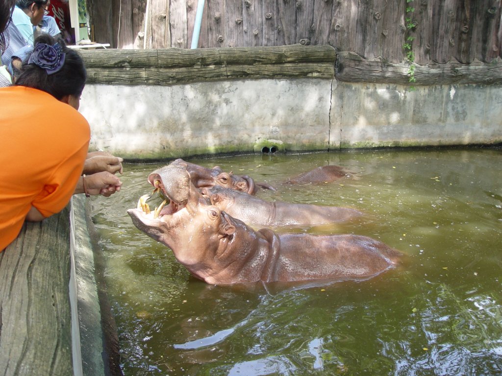 Flupferde in einem Gehege in Bangkok am 03.10.2006