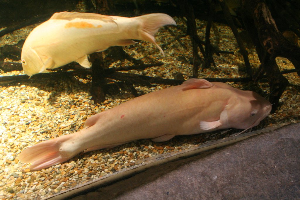 Flusswels (Silurus glanis) am 10.1.2010 im Sea Life Berlin.