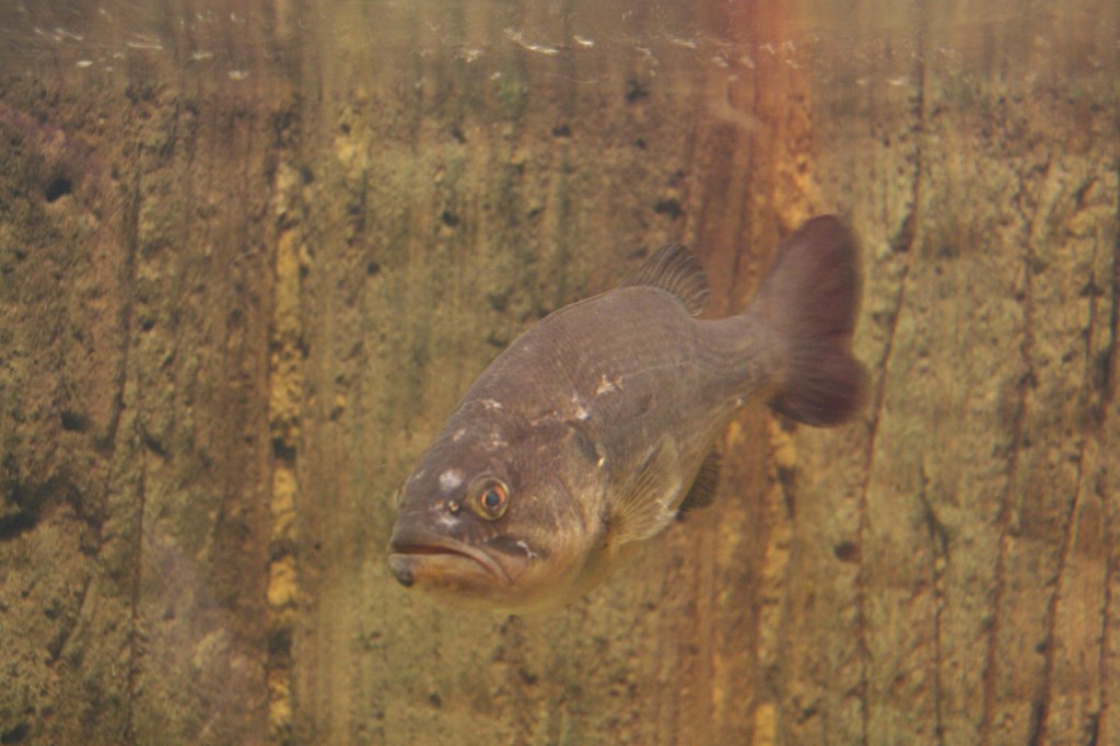 Forellenbarsch (Micropterus salmoides) am 10.1.2010 im Sea Life Berlin.