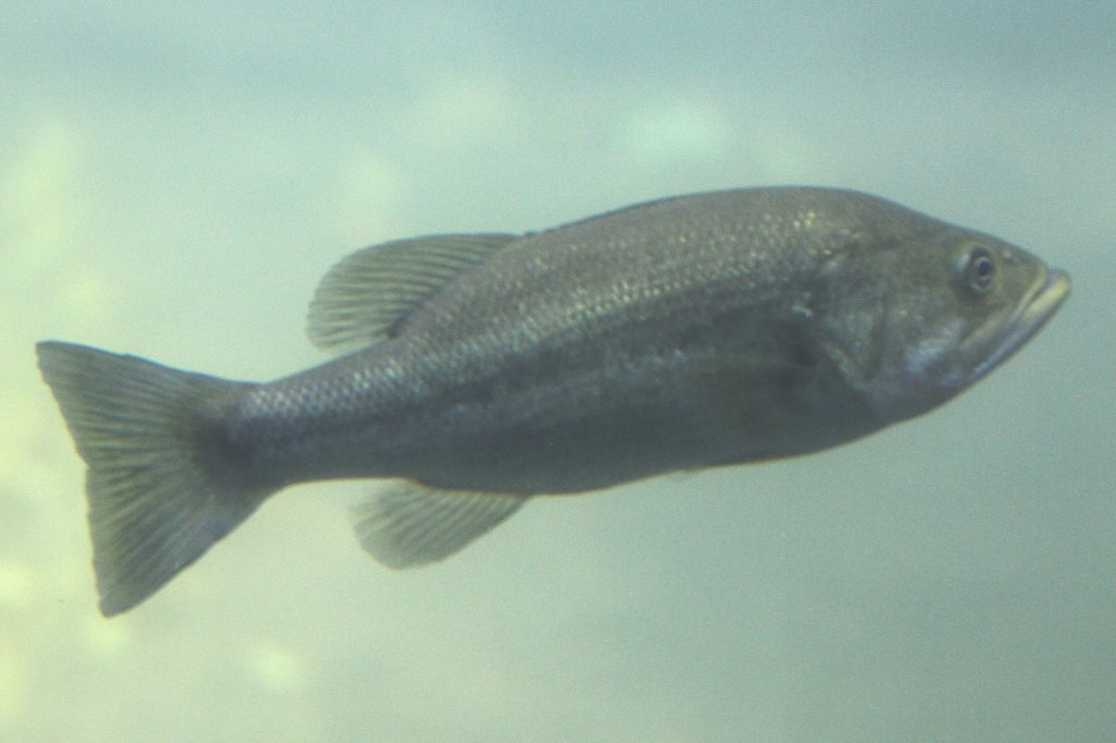 Forellenbarsch (Micropterus salmoides) am 25.9.2010 im Toronto Zoo.