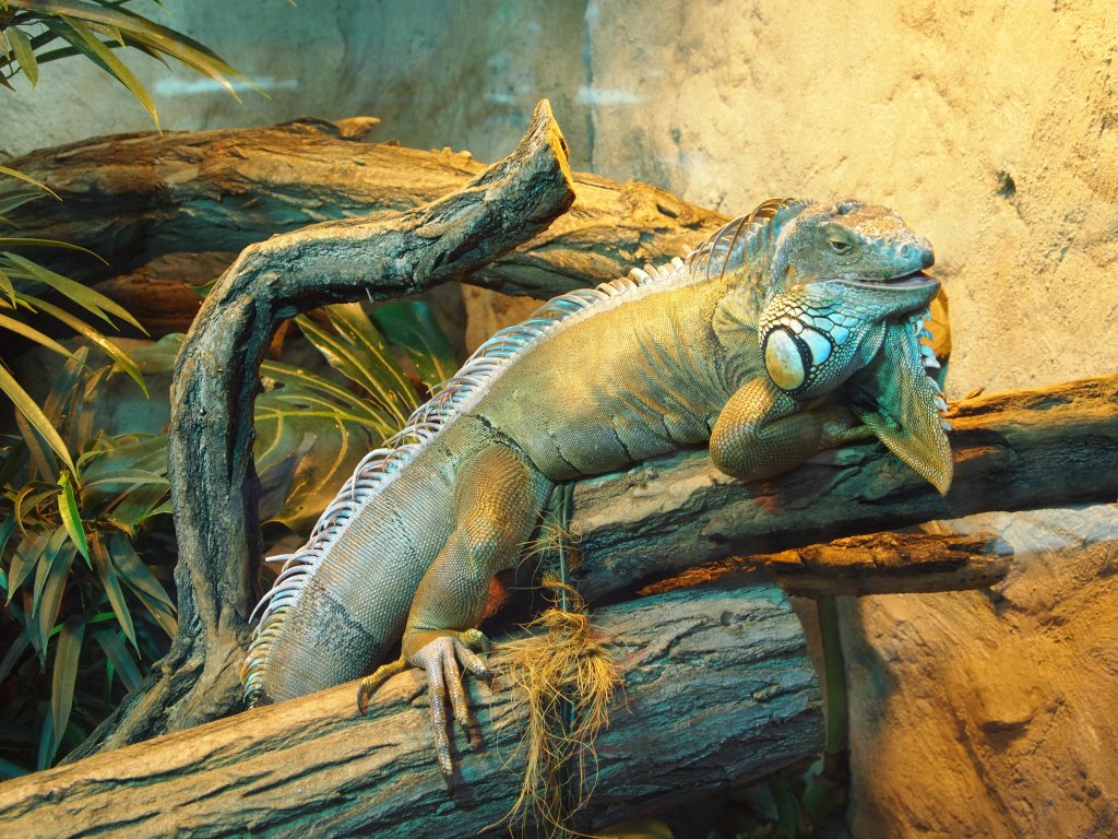 Foto entstand bei einem Zoo-Besuch in Halle/Saale im Juli 2011.