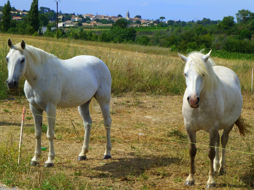 France, Languedoc-Roussillon, Hrault, Saint-Georges d'Orques,Camarguepferde, 19.07.2012