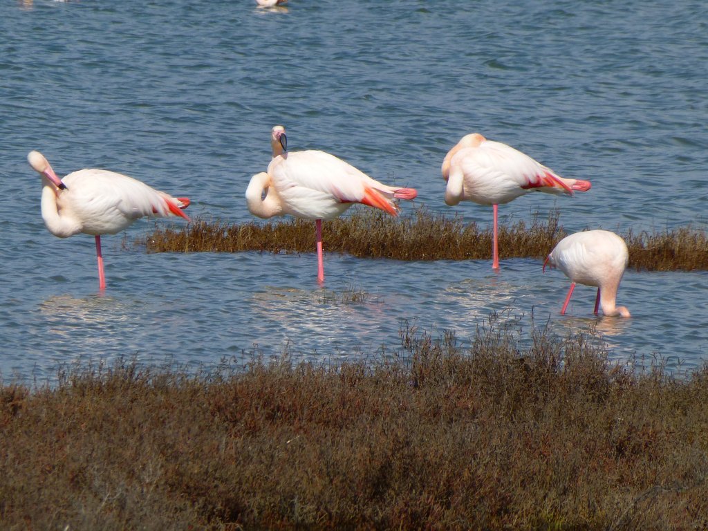 Frankreich, Languedoc-Roussillon, Palavas, tang du Grec, Rosaflamingos