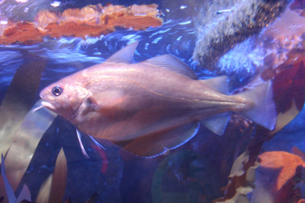 Franzosendorsch (Trisopterus luscus) am 10.1.2010 im Sea Life Berlin.