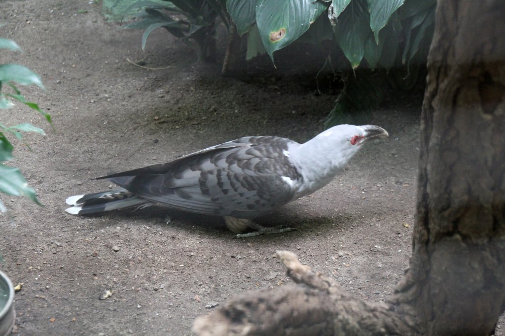 Fratzenkuckuck (Scythrops novaehollandiae) am 11.3.2010 im Zoo Berlin.