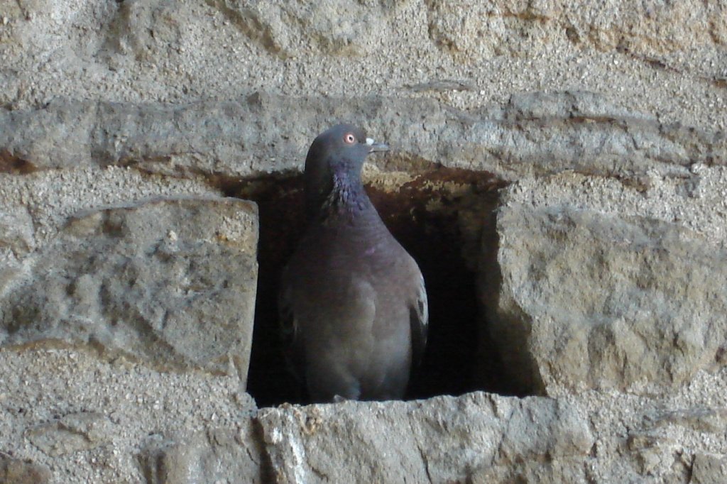 Frech schaut sie aus dem Nest.Aufgenommen auf der Burg Ljubljana Sept.09