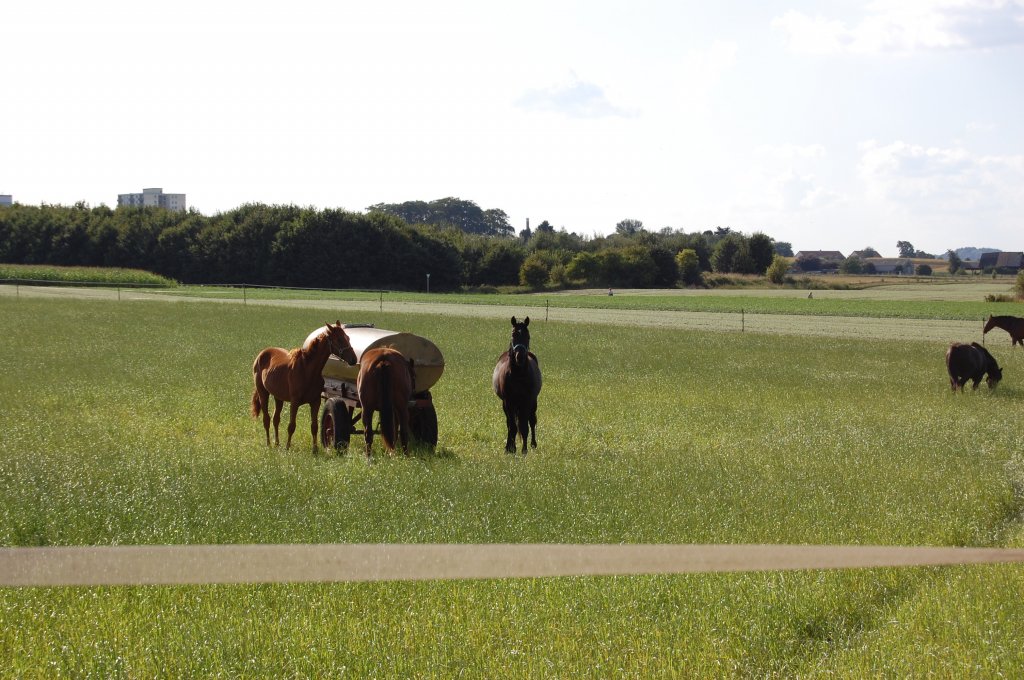 Freizeitpferde auf einer Weide, der Hnger mit der Trnkanlage darf auch nicht fehlen. 29. August 2009