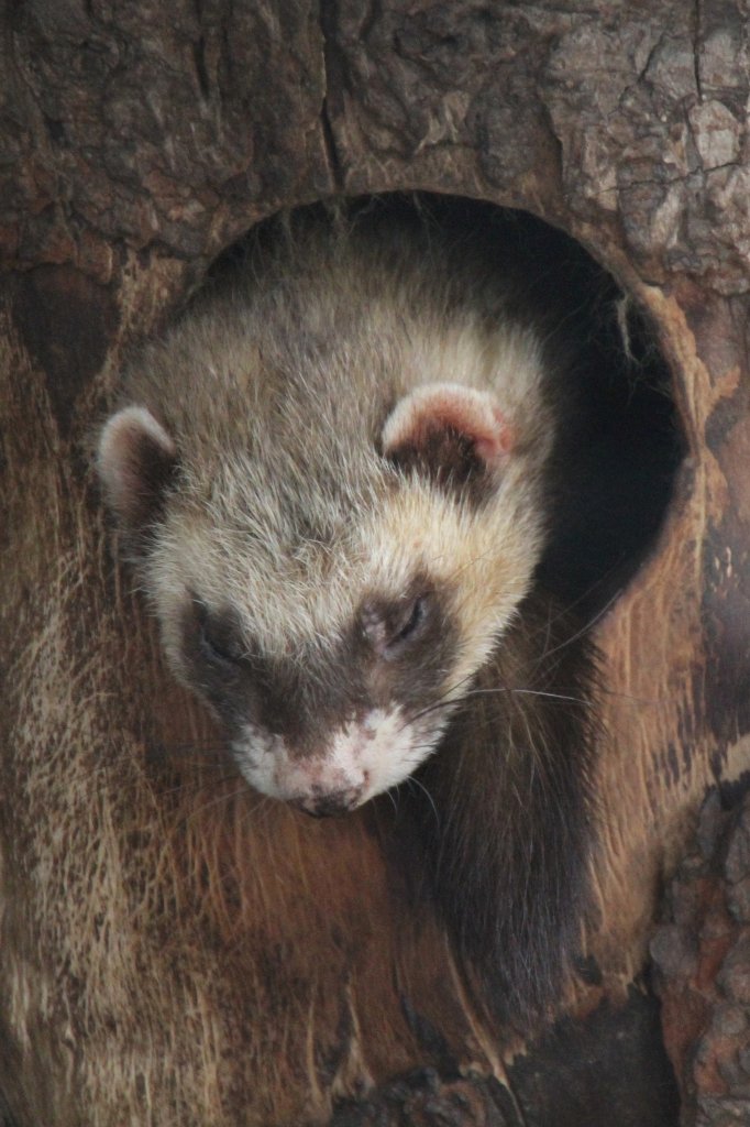 Frettchen (Mustela putorius furo) am 2.5.2010 im Freizeitpark Memleben.