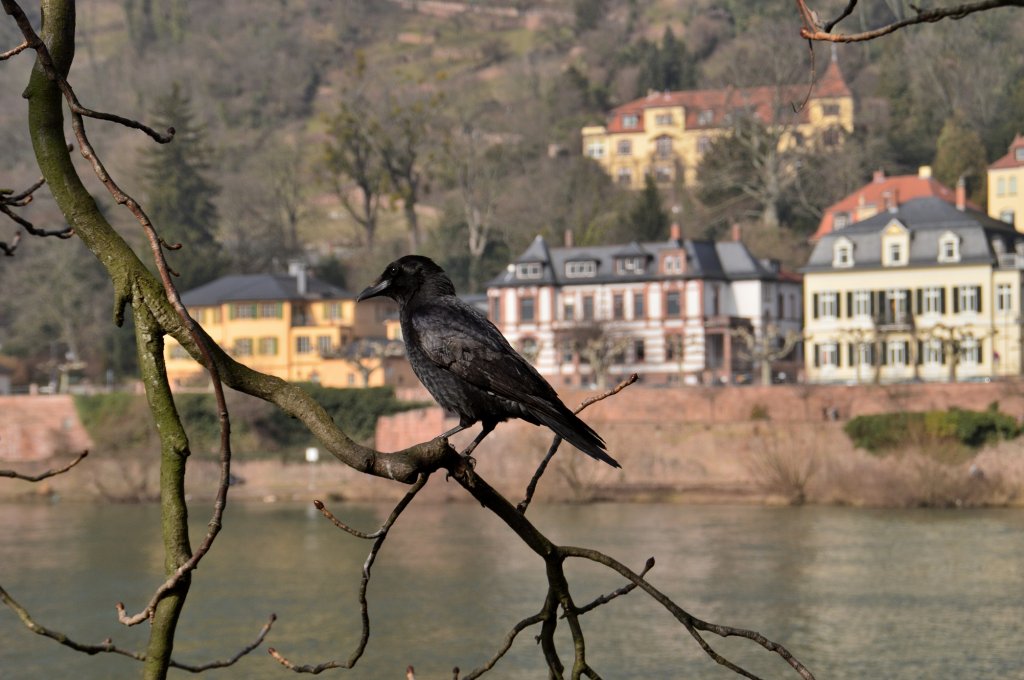 Frisch geputzt zum Sonntagsausflug sitzt dieser Raabe vollkommen angstfrei auf dem Ast und gefllt sich darin, mir als Fotomodell zu posieren....zwei weitere Artgenossen zogen es vor das Weite zusuchen. Doch dieser Vogel war anscheinend in der Lage zu erkenne, das ich ihm nichts bses wollte. Heidelberg am Sonntag den 3.3.2013