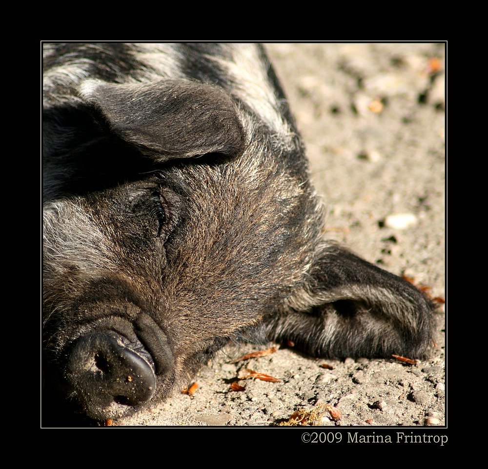Frischling beim Sonnenbad - Mangalitza-Schwein auch Mangalica oder Mangaliza. Fotografiert im Kaisergarten Oberhausen