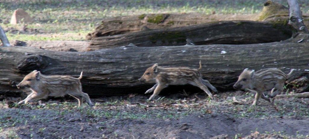 Frischlinge beim Spielen. Tierpark Berlin im 18.4.2010.