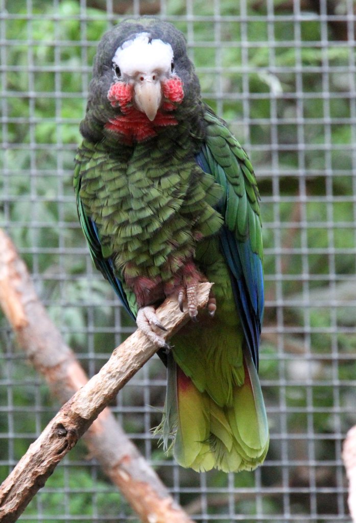 Frontansicht einer Kuba-Amazone (Amazona leucocephala leucocephala) am 25.2.2010 im Zoo Berlin.