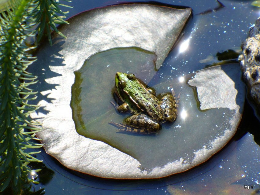 Frosch auf Seerosenblatt im Gartenteich am 29.04.2007