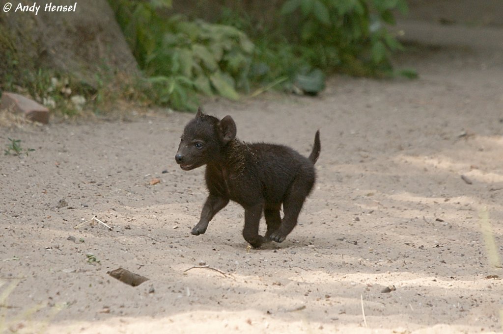 Frhestens nach neun bis zehn Monaten bekommen junge Tpfelhynen hier und da auch schon Fleisch serviert. Entwhnt werden sie erst nach rund achtzehn Monaten. Die Tiere knnen ein Alter von rund zwanzig Jahren erreichen. 