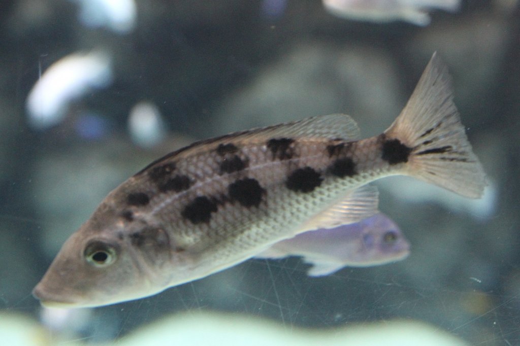 Fnffleckmaulbrter (Fossorochromis rostratus) am 25.9.2010 im Toronto Zoo.