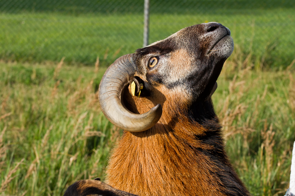 Fr ein paar Grashalme stellt der Bock sich am Zaun auf die Hinterbeine.  Knnten ja besondere Grser sein . - Sep. 2012