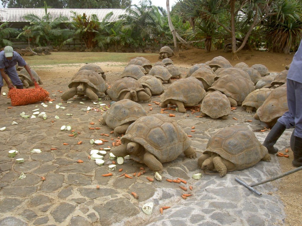 Ftterung der ber 100 Aldabra-Riesenschildkrten (Aldabrachelys gigantea) im  Park La Vanille auf Mauritius.