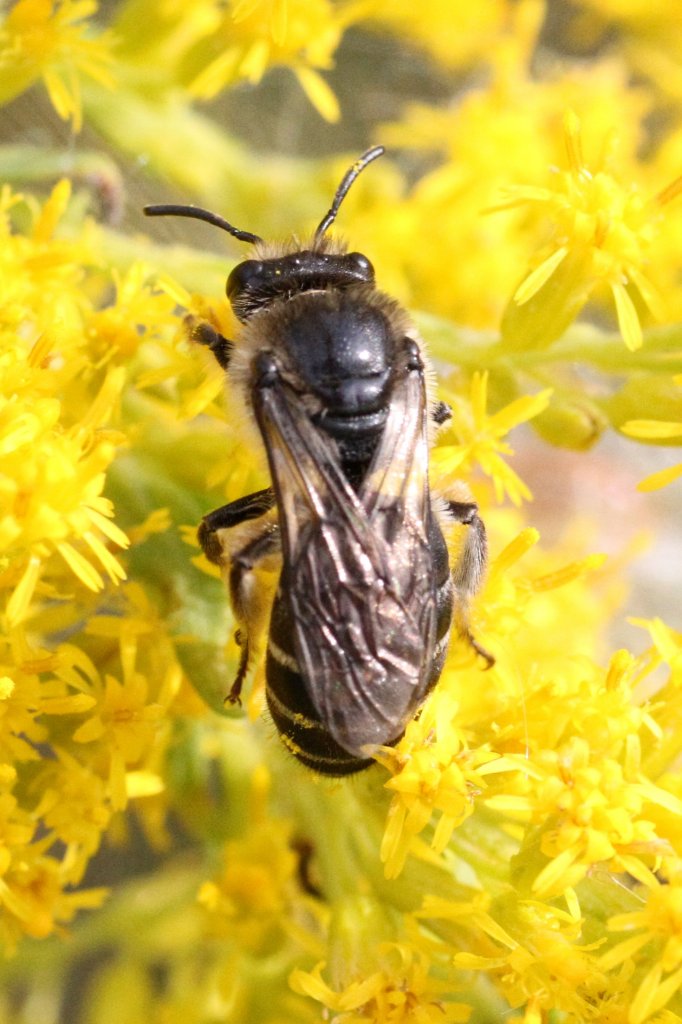 Furchenbine (Halictus rubicundus) am 26.9.2010 in der Second Marsh in Oshawa,Ont.