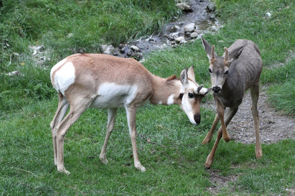 Gabelbock (Antilocapra americana) und Maultierhirsch (Odocoileus hemionus) am 18.9.2010 im Zoo Sauvage de Saint-Félicien,QC.